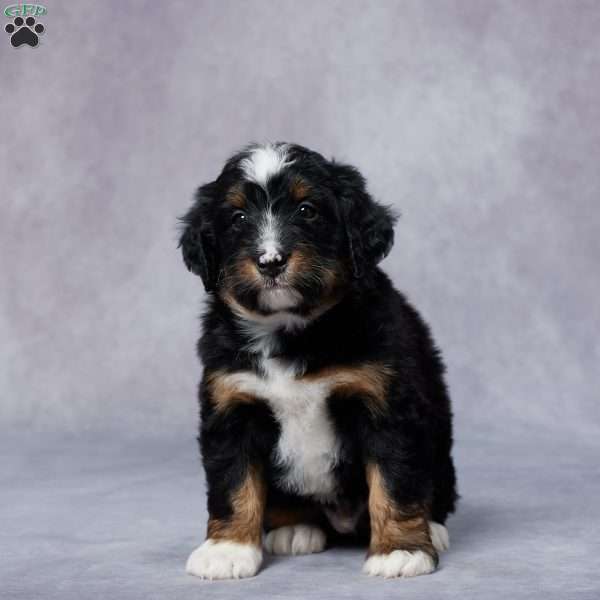 Dante, Mini Bernedoodle Puppy